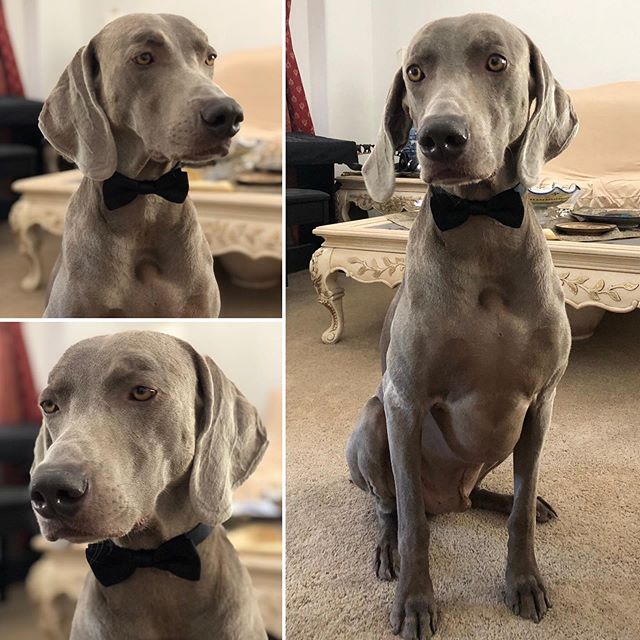 Kingston was putting on a demonstration of how to pose in a bow tie so his little cousin Sterling will learn the nuances of posing like a distinguished gentleweim. [instagram]