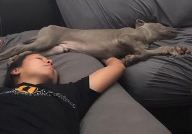 My bro caught us napping plus other pupper naptime photos from yesterday and today. Sterling is adjusting well. He didn’t cry overnight on day 2 and 3. He does dream and like his cousin Kingston, yelps sometimes during naps [instagram]