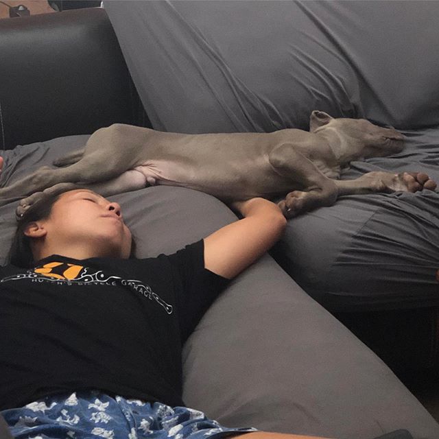 My bro caught us napping plus other pupper naptime photos from yesterday and today. Sterling is adjusting well. He didn’t cry overnight on day 2 and 3. He does dream and like his cousin Kingston, yelps sometimes during naps [instagram]