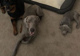 Sterling met his cousins late last night and then we relatively had good sleep, except for when Sterling would wake up crying  All good though when he saw & felt me right outside his crate. Hendrix was next to me keeping watch overnight. Kingston sighed each time Sterling woke him 🤣. #pupperchronicles #weimaraner #mixedfamily [instagram]