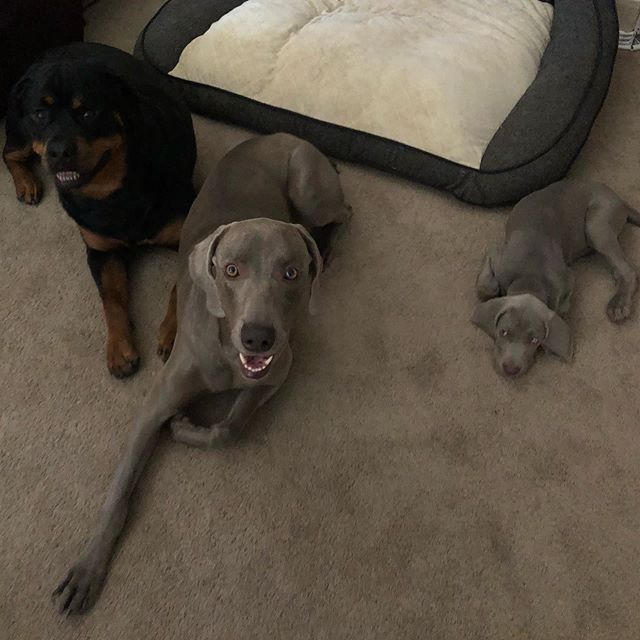 Sterling met his cousins late last night and then we relatively had good sleep, except for when Sterling would wake up crying  All good though when he saw & felt me right outside his crate. Hendrix was next to me keeping watch overnight. Kingston sighed each time Sterling woke him 🤣. #pupperchronicles #weimaraner #mixedfamily [instagram]