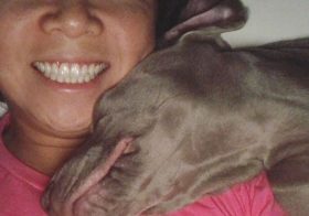 This boi preferred my 800 thread count Egyptian cotton sheets to his little @ikeausa duvet cover 🤣 Also, cuddles. #bougypup #weimlove #weimaraner [instagram]