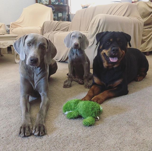 Getting the puppybois to pose without treats is a challenge, but it’s possible.  Sadly,we’re counting down the days when @hendrixandkingston leave Las Vegas. [instagram]