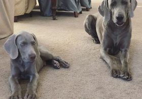 Can you tell how long they’ve been sat as I attempted to take the perfect Weim photo? 🤣 #RWF #restingweimface [instagram]