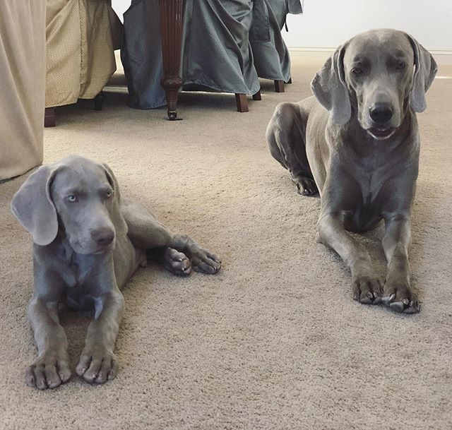 Can you tell how long they’ve been sat as I attempted to take the perfect Weim photo? 🤣 #RWF #restingweimface [instagram]