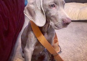 He’ll grow into it. 🤣 Thanks mum for the collar! WB! #weimlove #weimaraner #puppy [instagram]