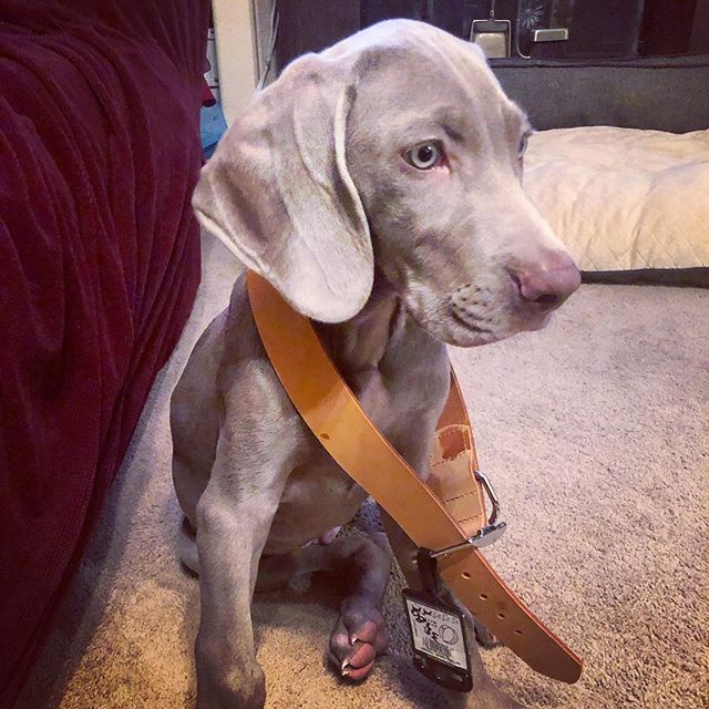 He’ll grow into it. 🤣 Thanks mum for the collar! WB! #weimlove #weimaraner #puppy [instagram]
