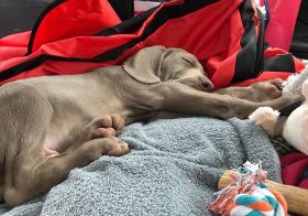 The 14hr trip home with Sterling and the awesome @kirstenonthego #Repost @sterlingd.weim ・・・On Thursday, I left my lifegivers in Colorado and traveled towards my new home. We went from tall green trees to towering brown & beige not-trees; at least that’s what my fur mum described. I was asleep most of the time. #tireddog #sleepyweim #weimarule [instagram]