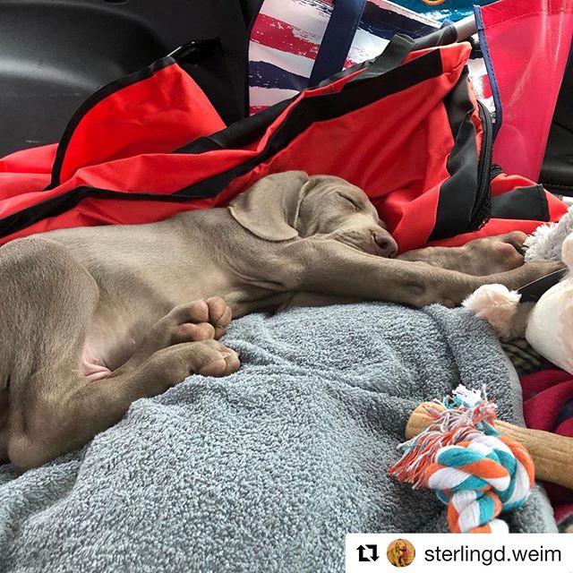 The 14hr trip home with Sterling and the awesome @kirstenonthego #Repost @sterlingd.weim ・・・On Thursday, I left my lifegivers in Colorado and traveled towards my new home. We went from tall green trees to towering brown & beige not-trees; at least that’s what my fur mum described. I was asleep most of the time. #tireddog #sleepyweim #weimarule [instagram]