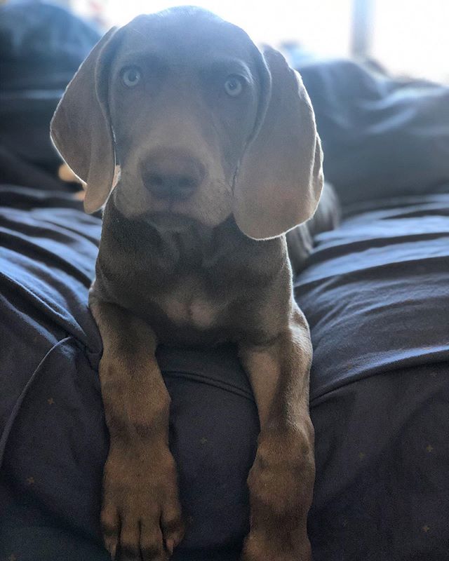Who turned 12 weeks old today?! My Sterling is growing up too fast  #puppiesofinstagram #weimpuppy #weimaraner [instagram]