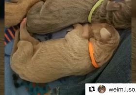 Thank you for making this sweet video! 🧡 #Repost @weim.i.so.cute with @get_repost・・・Sterling (Orange) went to his new home! He is going to live in Las Vegas, NV with @radragon. She made him his own IG account! – @sterlingd.weim🧡🧡🧡________________________________________________#weimisocute#weimpuppies #weimaraner #weim #weimlove #weimobsessed #weimaranersofinstagram #instaweim #greyghost #weimsofinstagram #weimaraners #weimaddict #weimaranersofig #weimlife #weimtime #coloradodogs  #weimy #weimstagram #weimlover #ilovemyweim #weimoftheday #weimsofig #weimcrazy  #weimshavemorefun #weimaranerlife  #weloveweimaraners #weimaranerIG [instagram]