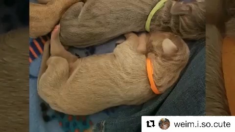 Thank you for making this sweet video! 🧡 #Repost @weim.i.so.cute with @get_repost・・・Sterling (Orange) went to his new home! He is going to live in Las Vegas, NV with @radragon. She made him his own IG account! - @sterlingd.weim🧡🧡🧡________________________________________________#weimisocute#weimpuppies #weimaraner #weim #weimlove #weimobsessed #weimaranersofinstagram #instaweim #greyghost #weimsofinstagram #weimaraners #weimaddict #weimaranersofig #weimlife #weimtime #coloradodogs  #weimy #weimstagram #weimlover #ilovemyweim #weimoftheday #weimsofig #weimcrazy  #weimshavemorefun #weimaranerlife  #weloveweimaraners #weimaranerIG [instagram]