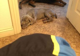 Dis my life now…  #puppychronicles #weimaraner #rottie #neveralone [instagram]