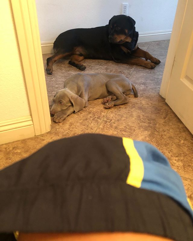 Dis my life now...  #puppychronicles #weimaraner #rottie #neveralone [instagram]