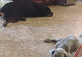 The little guy is taking a liking to Hendrix & is imitating some of his big cousin’s way of sleeping on the floor with one hind leg sticking out 🤣 #Weimaraner #rottweiler [instagram]