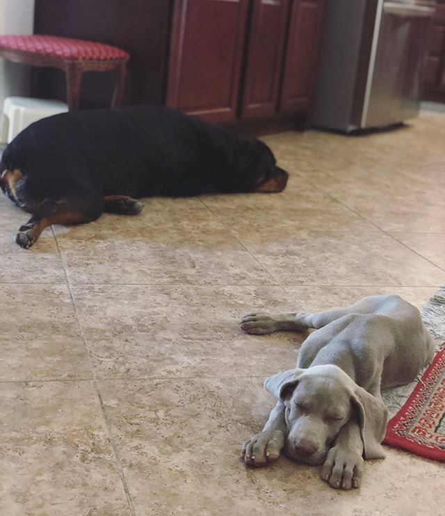 The little guy is taking a liking to Hendrix & is imitating some of his big cousin’s way of sleeping on the floor with one hind leg sticking out 🤣 #Weimaraner #rottweiler [instagram]