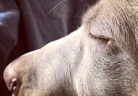 Sterling’s eyelashes. [instagram]