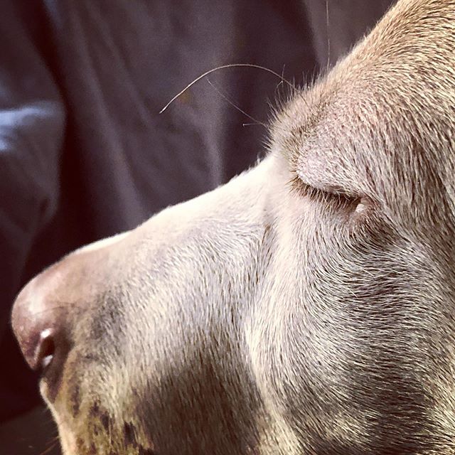 Sterling’s eyelashes. [instagram]