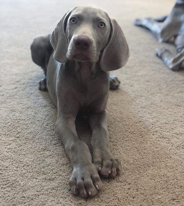 Happy National Dog Day (or to me, Monday lol). Here’s my future running boi, Sterling! #werunwoofyou @nathansportsinc #nationaldogday #weimaraner #weimpuppy [instagram]