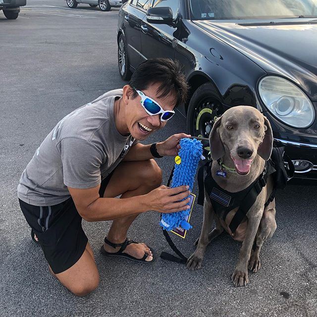Kingston’s final ruck with his fellow @vegasstrongruckers last night went well, despite cutting our ruck short because his cousin Sterling made a mess back home 🤣 Kingston got a pressie from uncle @millionburpee ,made new friends (one of who got a delicious “puppaccino”), and got to see new parts of downtown Vegas. #goruck #ruckclub #ruckingdog #weimaraner #weimlove [instagram]