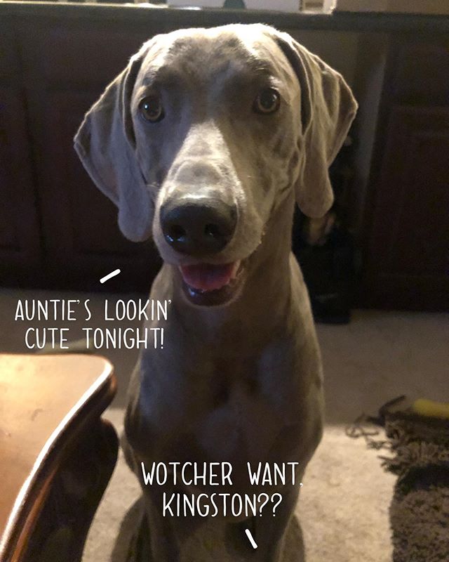 Conversations with Kingston. Technically, we don’t really have conversations; not because he’s a dog, but because he’s a Weim, and His Royal Highness Prince Kingston orders & demands.🤣 #weimaraner #weimsrule [instagram]