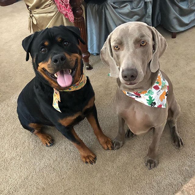 I’m going to miss these puppybois  Sterling will miss his cousins, too... #byebois #rottweiler #weimaraner #dogsofinstagram [instagram]