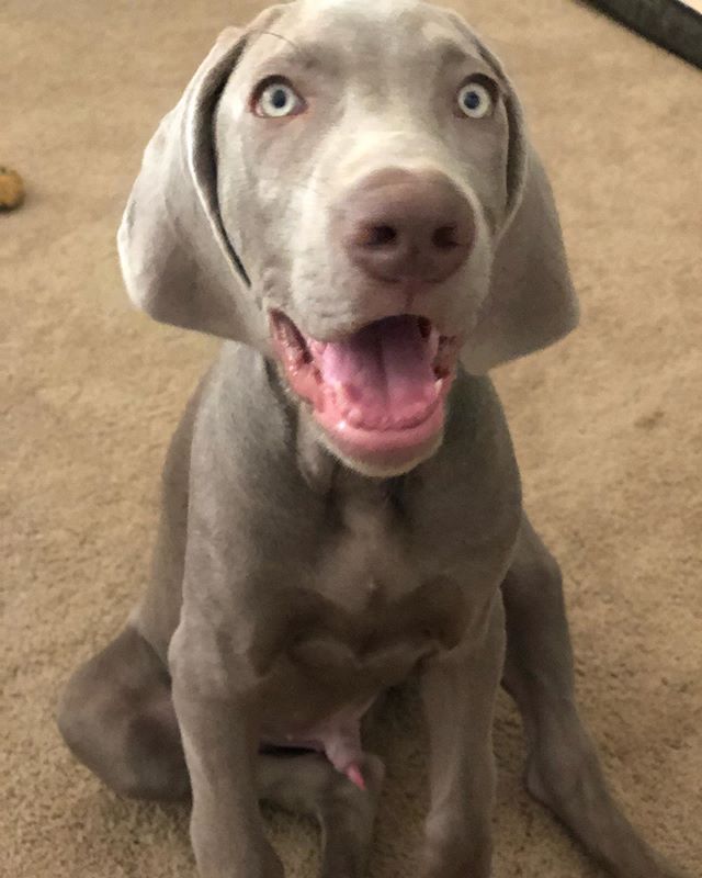 Me: Guess who’s 15 weeks toda—Sterling hide your lipstick!  .Boi: Wot’s a lipstick??.#weimlove #weimweiner #weimaraner #puppiesofinstagram #weimpuppy [instagram]