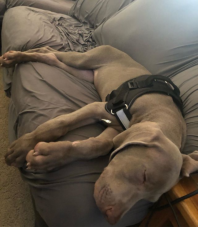 Puppy in regeneration cycle 🤣 #recharging #lightningcable #weimaraner #weimpuppy [instagram]