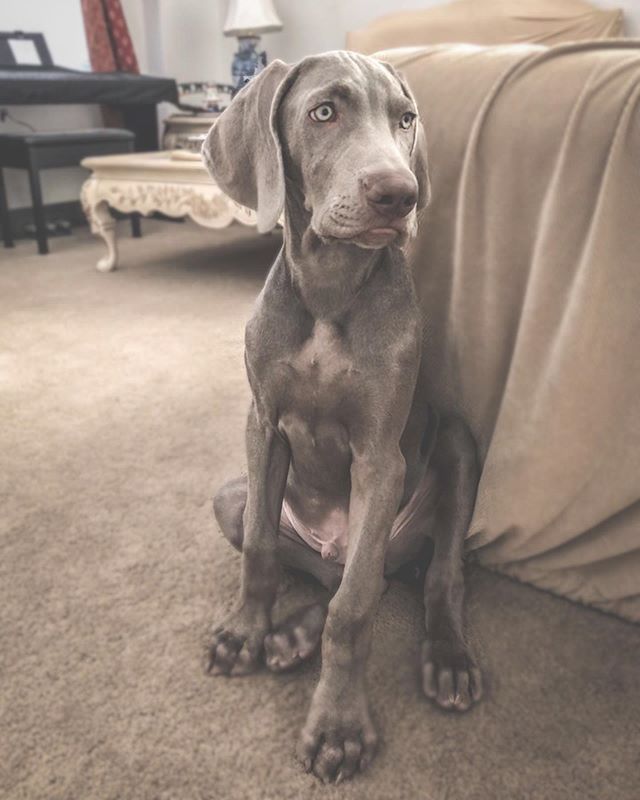 This boi is 16 weeks (3mos 21d) today! He’s growing into his massive paws and his personality is surfacing more each day. He likes to challenge mummy  and everyday is finding out how far he can re-draw those boundaries 😬🤣 #puppychronicles #puppiesofinstgram #weimpuppy #weimaraner #weimlove [instagram]