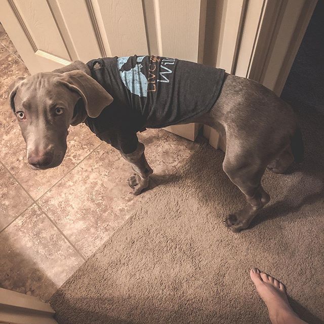 Sterling received his 3rd and final (until boosters anyway) shots yesterday evening and he immediately had a mini-reaction to it as he was clingy-er after the treatment... Or was it because of the ear cleaning? Official weight at the vet: 41.6lbs (18.87kg) 🏽Also, since it’s now a crisp 64°F morning in Vegas, this means he can finally wear the shirt auntie @wining__runner got him when he was a smaller pup! ..#pupsinclothes #weimpuppy #weimaraner #puppiesoftheday #puppyoutfit #dogsinclothes #weimlover [instagram]