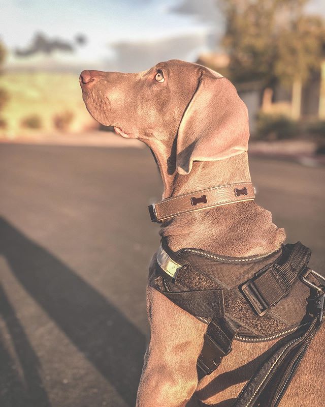 In the UK, they call it autumn, from the Latin word autumnus. In the USA, we call it fall... BECAUSE LEAF FALL DOWN. 🤣 Sterling: Ok mum. Whatever you say.  #puppywisdom #weimaraner #weimpuppy #puppiesofinstagram [instagram]
