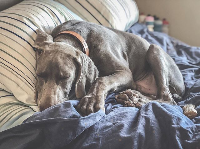 Thirty-minutes and scratches on my arms later, 😬 this boi is finally taking his nap. 🤫 Even with walkies and then fetch before brekky, he still has tons of energy after and has yet to grasp the concept of “mum has to go to work now” 🤣 Might have to change his routine and add a mini-run before brekky! #weimpuppy #puppiesofinstagram #weimaraner #weimlove [instagram]