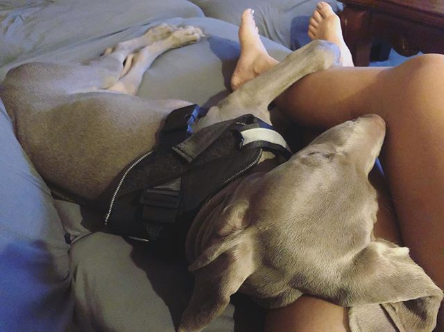 Ahhhh. I. Just. Can’t. 🥰️ #puppycuddles #weimaraner #pupsofinstagram #weimlove [instagram]