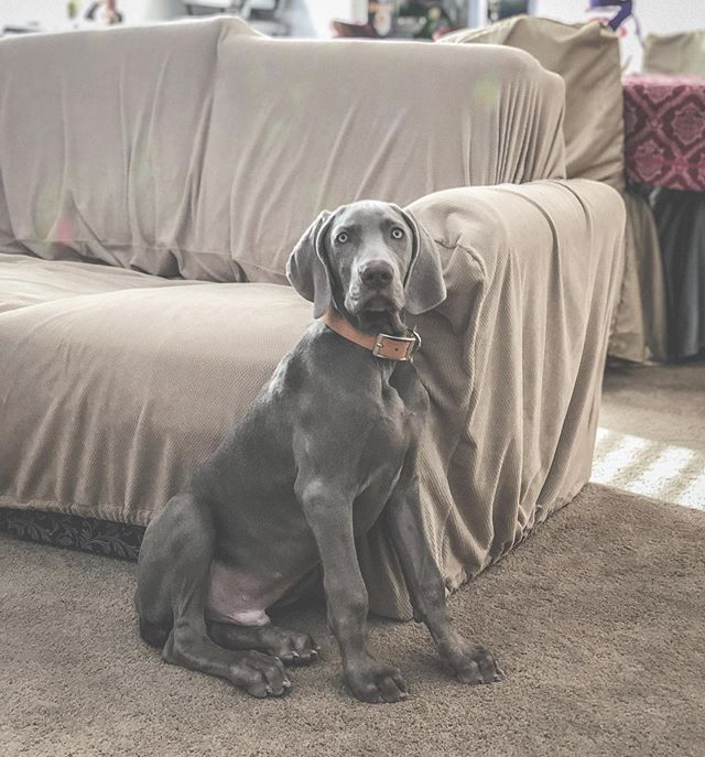 Dis my life now. #motherpupper #dogmum #puppycaretaker #puppybiotch #weimaraner #weimlove #puppiesoftheday [instagram]