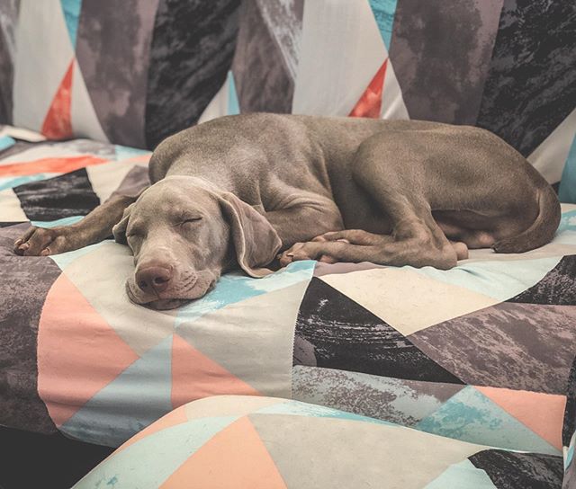 So peaceful... when he’s asleep! 🤪🤣 #puppylife #weimaraner #weimpuppy #puppiesofinstagram [instagram]