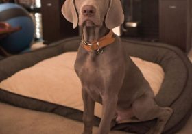 Sterling.  : @pupscoutsdogtraining . . .#weimaraner #weimpuppy #puppiesofinstagram #majesticaf #bestdogtrainer #lasvegasdogtrainer [instagram]
