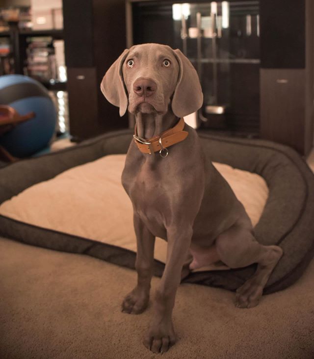 Sterling.  : @pupscoutsdogtraining . . .#weimaraner #weimpuppy #puppiesofinstagram #majesticaf #bestdogtrainer #lasvegasdogtrainer [instagram]