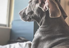 Sunday vibes… Laundry. Lounging. Lollygagging  #weimlife #weimaraner #puppylove [instagram]