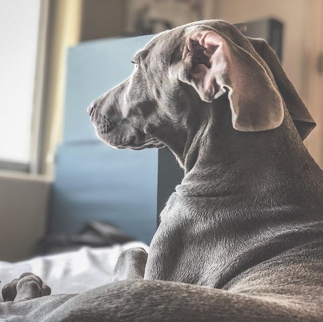 Sunday vibes... Laundry. Lounging. Lollygagging  #weimlife #weimaraner #puppylove [instagram]