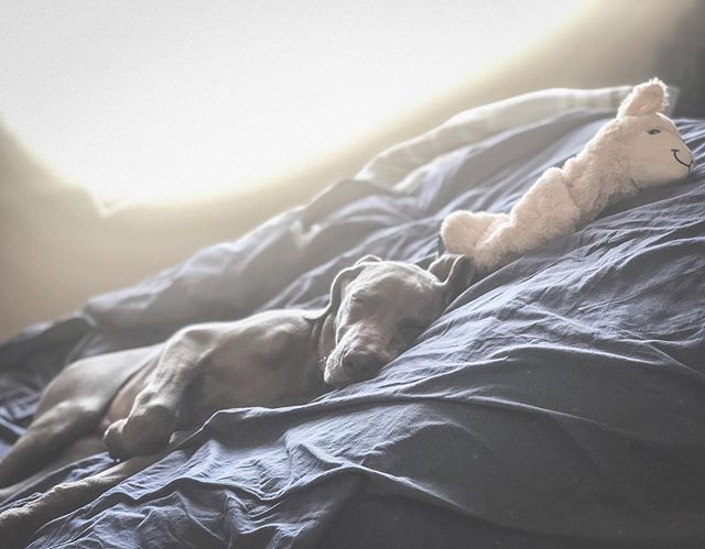 Calm before the storm.. I mean, training 🤣 Sterling turned 4mos on Friday and he had a bully stick to celebrate! (He’s still working on it, an hour a day lol). Also, that’s his Mr. Alpaca. He’s had him since coming home to Vegas. Thanks again @tbader4 he loves it— it’s the only toy he won’t destroy. Lol #weimlove #sleepingpuppy #naptime #weimaraner #weimsrule [instagram]