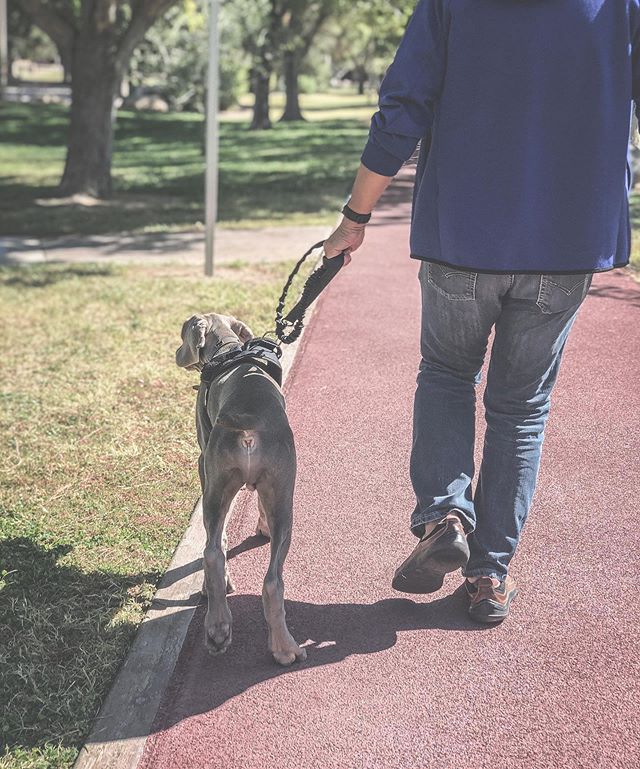 Starfish 🤔 . . .This boi had a helluva weekend, starting with some diarrhoea on Friday night over Saturday morning (1:30a ) vomiting on Saturday late morning (just like his mum 🤣) and finally, his first ever trip to @dogsuppliesnw and then the park... Where he chased some pigeons and made friends with two Goldendoodles (whose mama said she used to have Weims!)  Time to build up his paw pads for some running! #weimaraner #dogmum #dogmumsquad #weimpuppy [instagram]