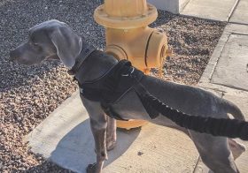 4 months & 7 days. He’s going to be taller than his cousin Kingston! 😎 #puppy #weimaraner #weimaranerpuppy #dogsofinstagram [instagram]