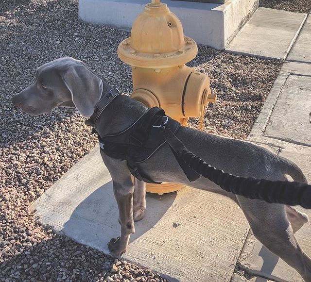 4 months & 7 days. He’s going to be taller than his cousin Kingston! 😎 #puppy #weimaraner #weimaranerpuppy #dogsofinstagram [instagram]