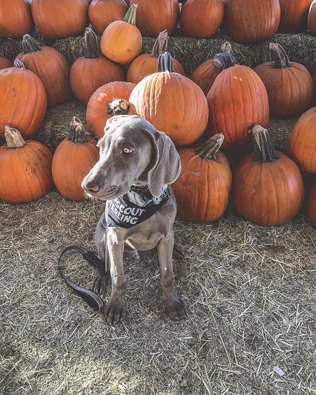 We brought Sterling to the Pumpkin Patch the other day and he did fairly well! He was overwhelmed but handled all the new sounds and crowds like a champ. Well, except for this one little girl! For some reason, he was afraid of her— his face said “small hooman or alien?! 🤣 BUT after she handed him a treat, he was like, “new frens”  #puppy #weimpuppy #weimaraner #inquisitivedog #puppiesofinstagram [instagram]