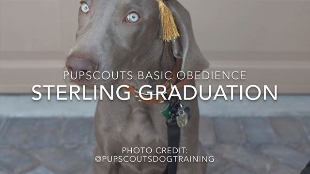 I’m stunned, too My boi @sterlingd.weim turned 20 weeks today and yesterday, he completed the @pupscoutsdogtraining Basic Obedience program ️ #proudmum #dogmum #weimaraner #weimpuppy #puppiesofinstagram  @pupscoutsdogtraining  Elgar’s Pomp & Circumstance (Public Domain) [instagram]