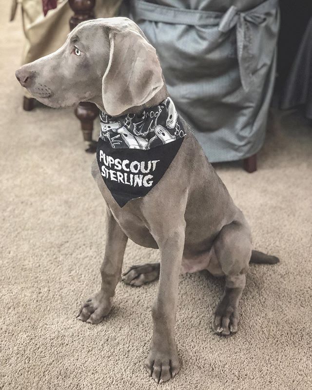 My boi, an official PupScouts grad! Thanks @pupscoutsdogtraining for the excellent training! #pupscouts #weimaraner #gentleweim #weimaranersofinstagram #puppy [instagram]
