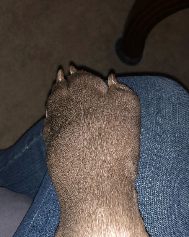 Paw Progression... it got worse 😬 but then started getting better.  Throughout the inflammation, he never licked the affected paw nor limped. He isn’t favoring one paw over the inflamed one, either. #weimaraner #injuredweim #puppychronicles #puppiesofinstagram [instagram]