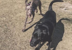 It was a fun afternoon for Sterling! He made friends at the dog park, but was quite timid around Gizmo the 9-week-old Shitzu!  He’s finally passed out… but he doesn’t know more is to come tonight! 🤣 [instagram]