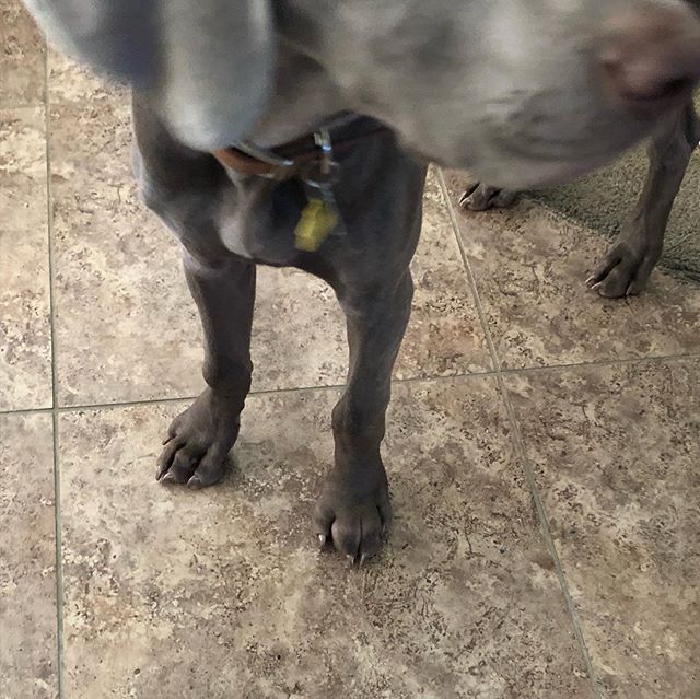 My poor pupper got stung or bit between 10am and 12:30p today.  His front left paw is swollen! He’s fine though, he doesn’t lick the swollen paw nor limp. 🧐 However, after waiting a couple hours, I set a same-day appointment to see the Vet. They didn’t really find any bites or stings, but they gave him some Benadryl & antibiotics along with other meds he needs to take. Also, he’s 59.3lbs! 🤣 #puppychronicles #weimpuppy #weimaranee #puppiesofinstagram [instagram]