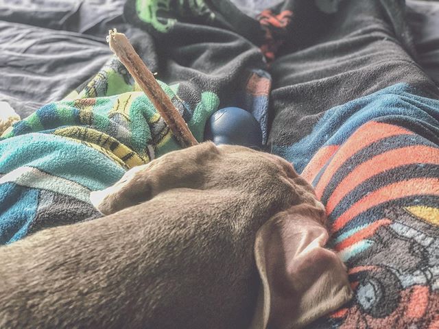 Happy Thanksgiving! (Or... the calm before the storm. ) #puppychronicles #weimaraner #weimpuppy [instagram]